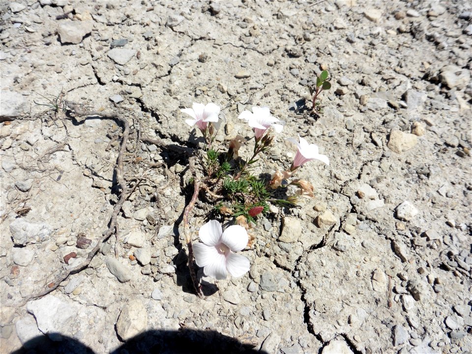 Linum suffruticosum subsp. appressum (Caball.) Rivas Mart., 1978