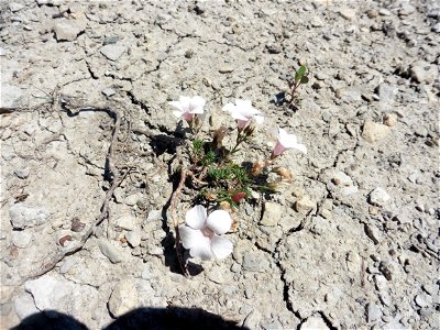 Linum suffruticosum subsp. appressum (Caball.) Rivas Mart., 1978