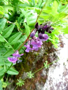 Vicia sepium L., 1753