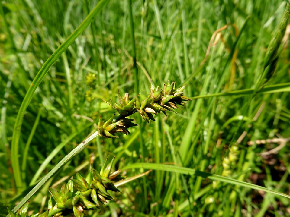 Carex spicata Huds., 1762