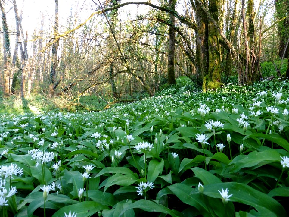 Allium ursinum L., 1753