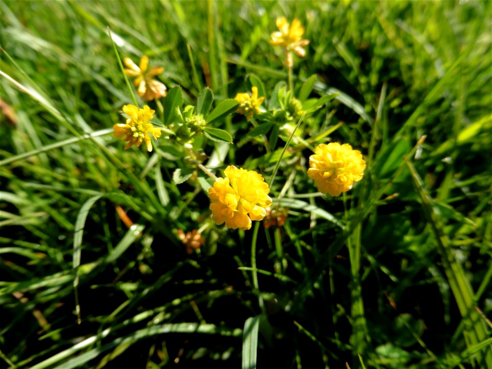 Trifolium patens Schreb., 1804