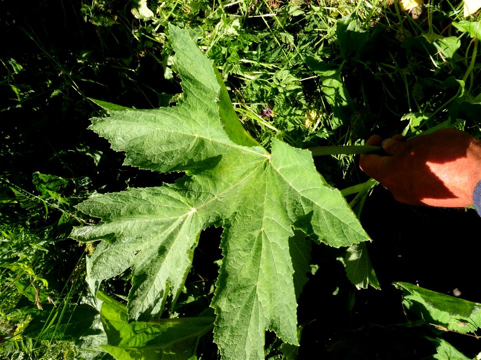 Heracleum pyrenaicum Lam., 1785