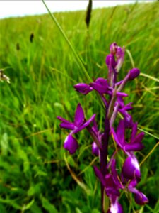 Anacamptis laxiflora (Lam.) R.M.Bateman, Pridgeon & M.W.Chase, 1997
