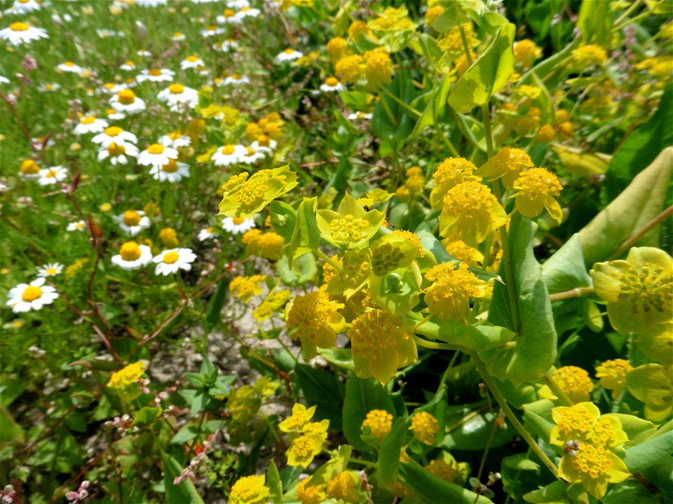 Bupleurum subovatum Link ex Spreng., 1813