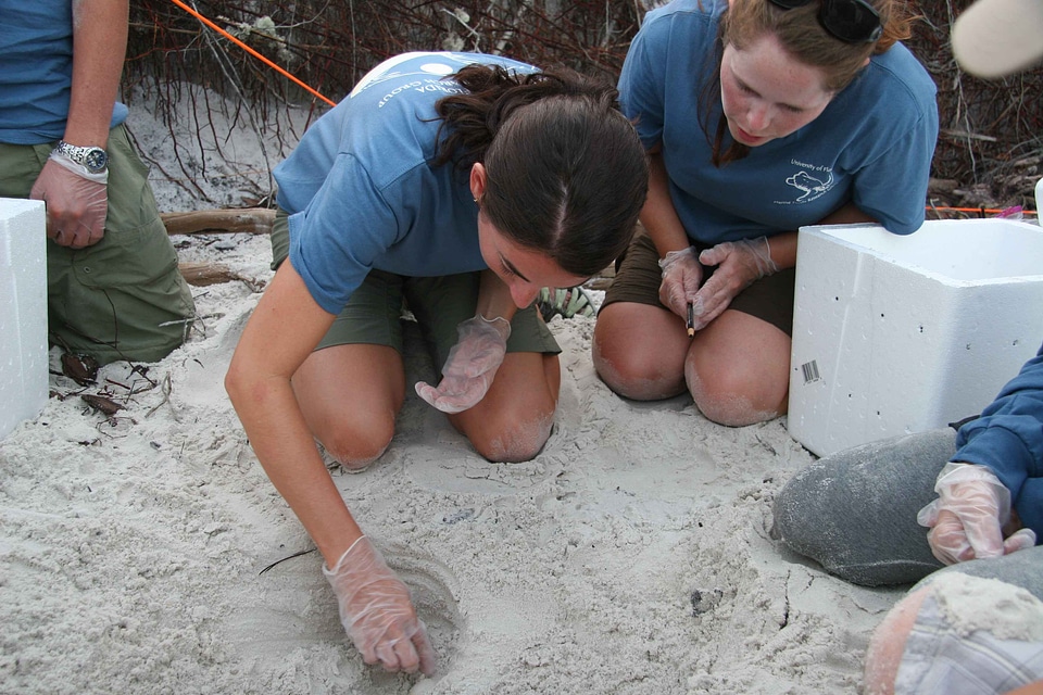 Egg mare sea turtle