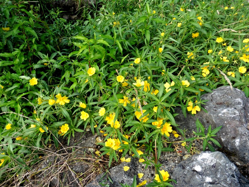Ludwigia peploides (Kunth) P.H.Raven, 1964
