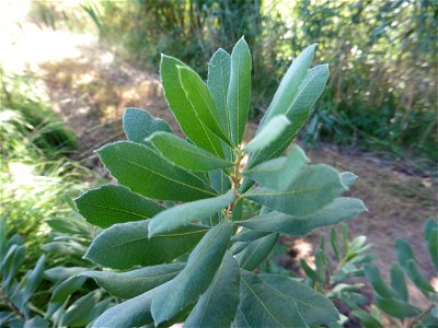 Myrica gale L., 1753