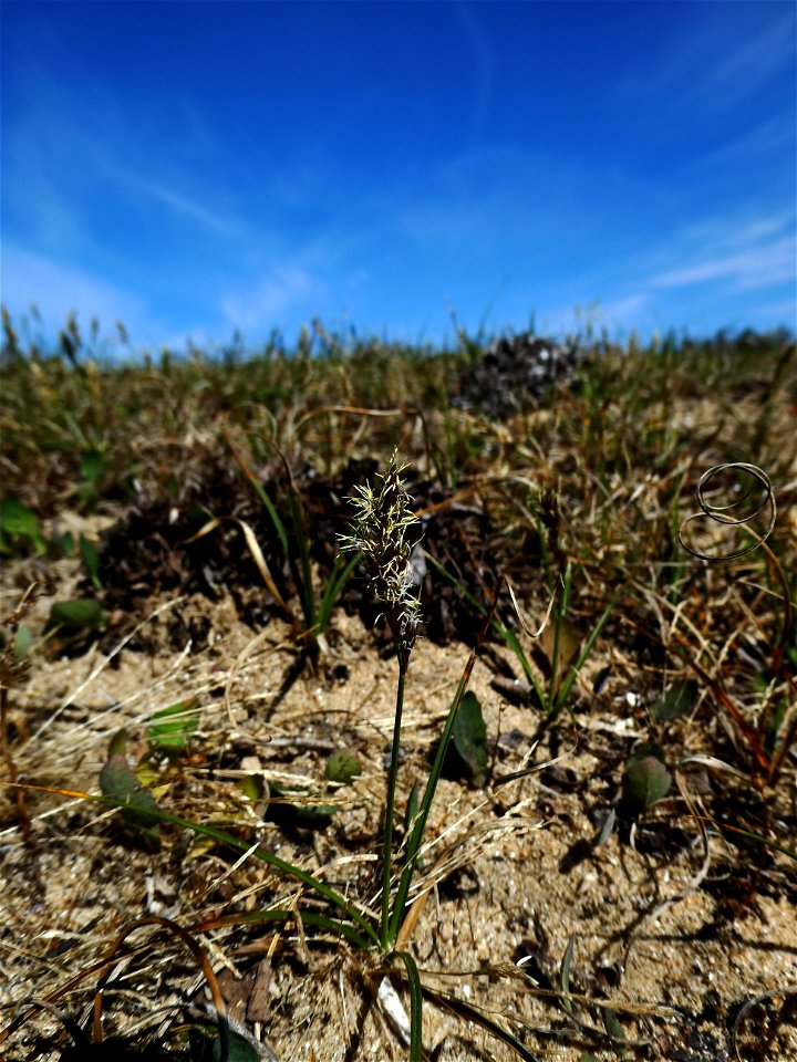 Carex arenaria L., 1753