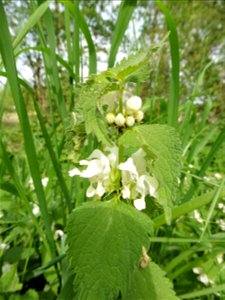 Lamium album L., 1753