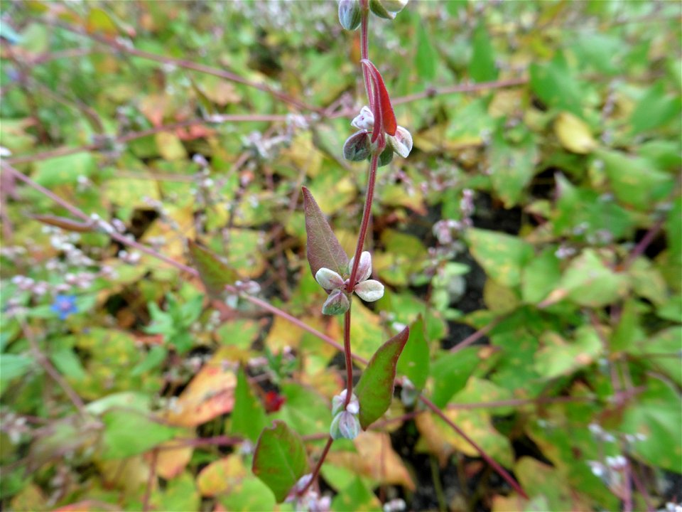 Fallopia convolvulus (L.) Á.Löve, 1970