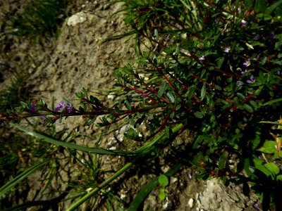 Lythrum tribracteatum Salzm. ex Spreng., 1827