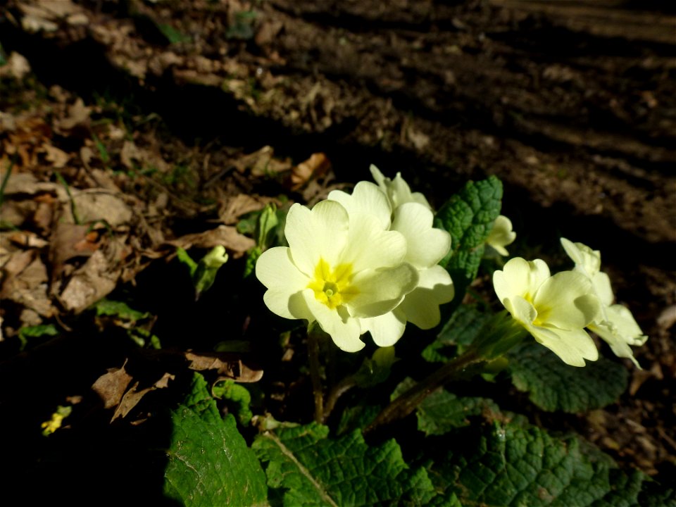 Primula vulgaris Huds., 1762