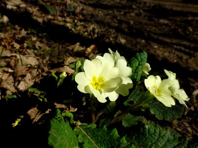 Primula vulgaris Huds., 1762