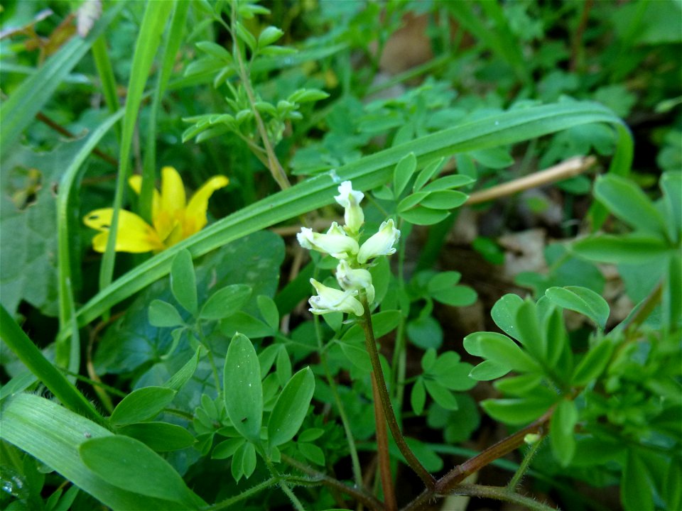 Ceratocapnos claviculata (L.) Lidén, 1984