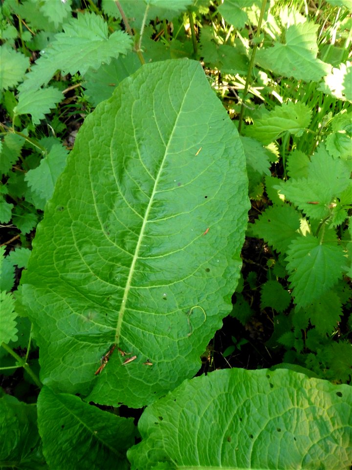 Rumex obtusifolius L., 1753