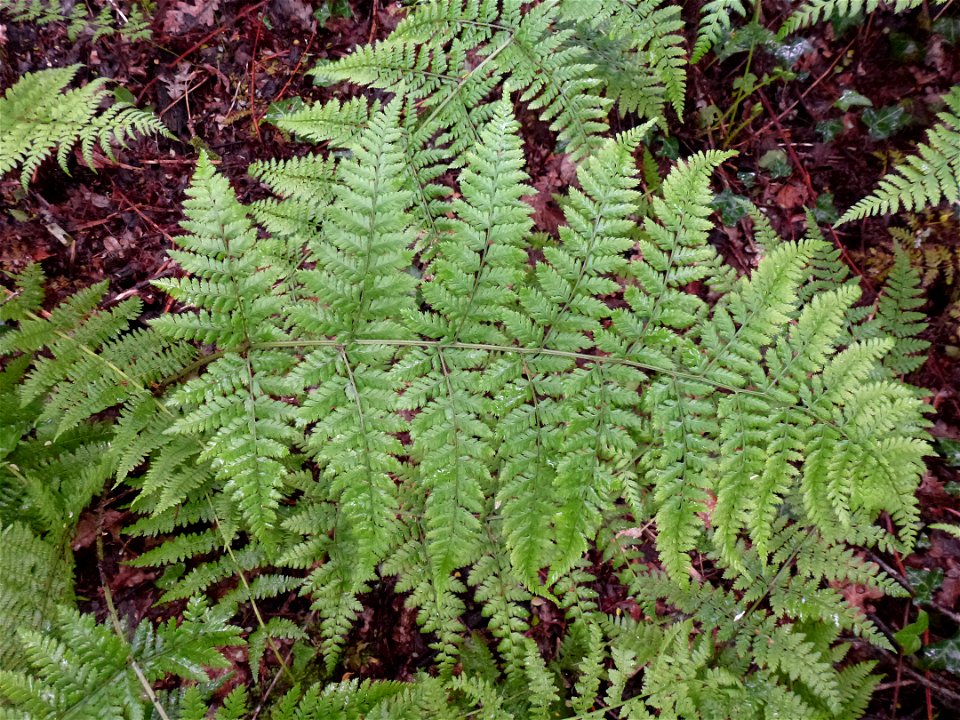 Dryopteris dilatata (Hoffm.) A.Gray, 1848
