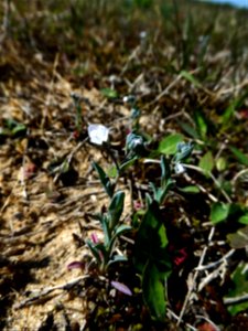 Omphalodes littoralis Lehm., 1818