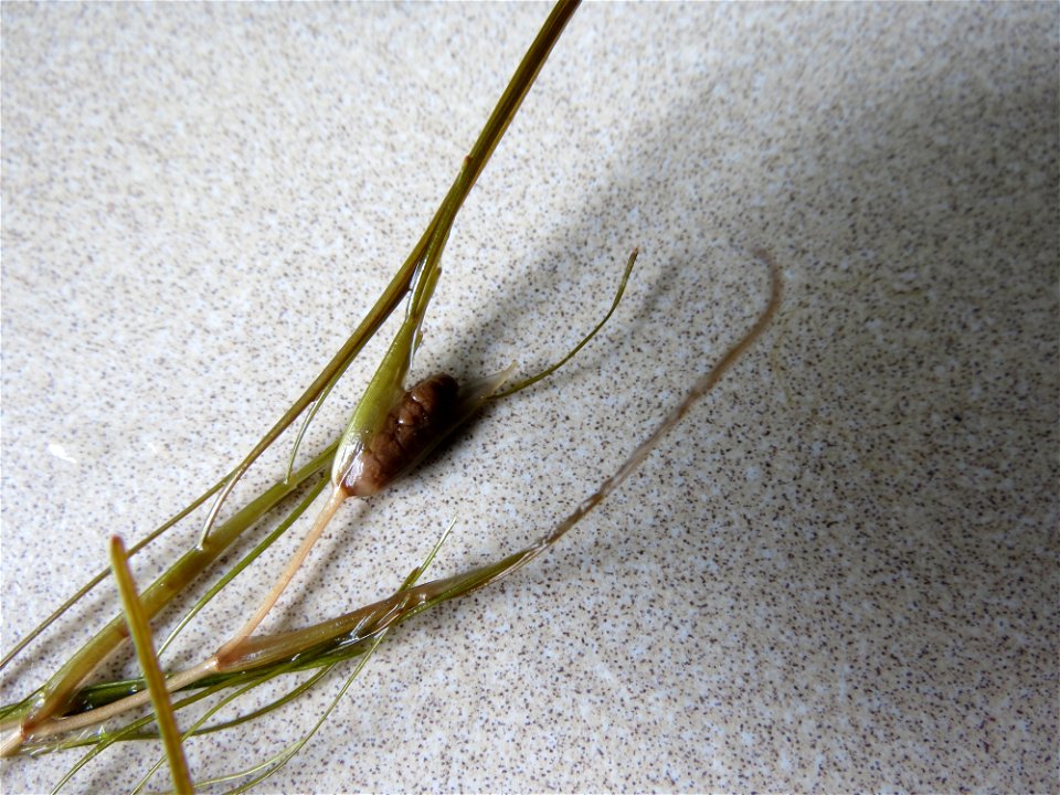 Stuckenia pectinata (L.) Börner, 1912