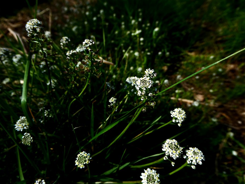 Teesdalia nudicaulis (L.) W.T.Aiton, 1812