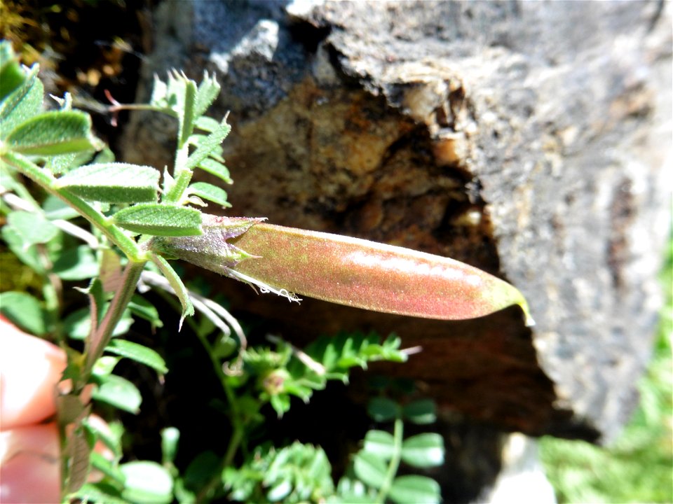Vicia pyrenaica Pourr., 1788