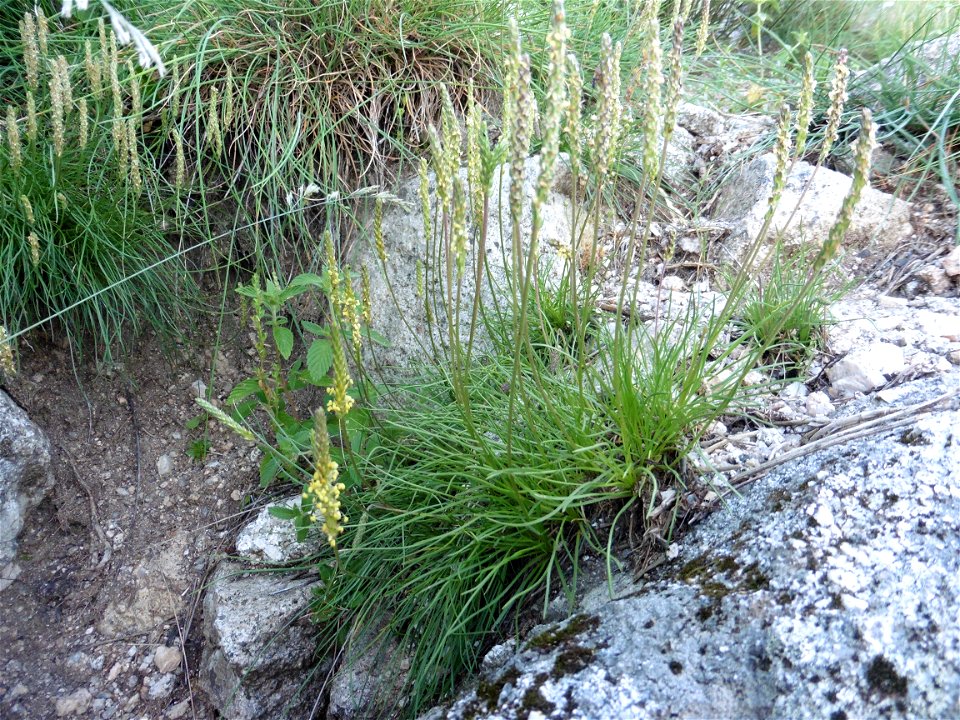 Plantago capitellata Ramond ex DC., 1805