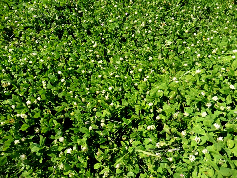 Trifolium michelianum Savi, 1798