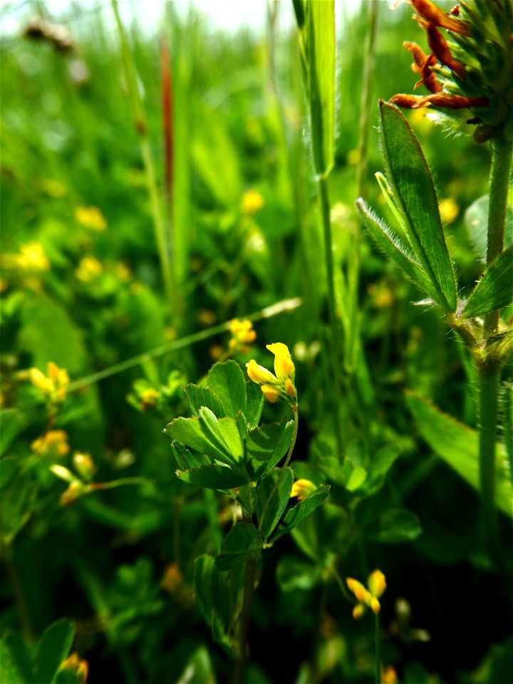 Trifolium micranthum Viv., 1824