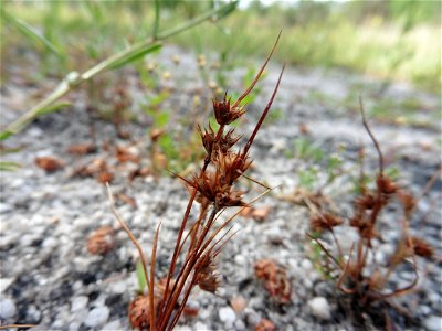 Juncus capitatus Weigel, 1772