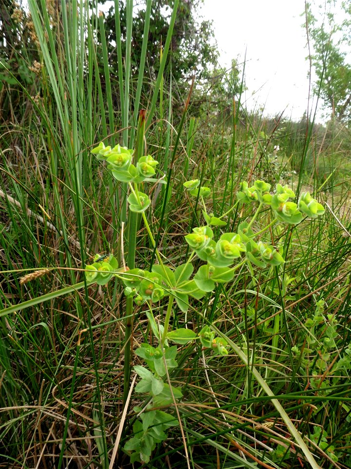 Euphorbia hirsuta L., 1759