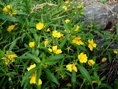 Ludwigia peploides (Kunth) P.H.Raven, 1964
