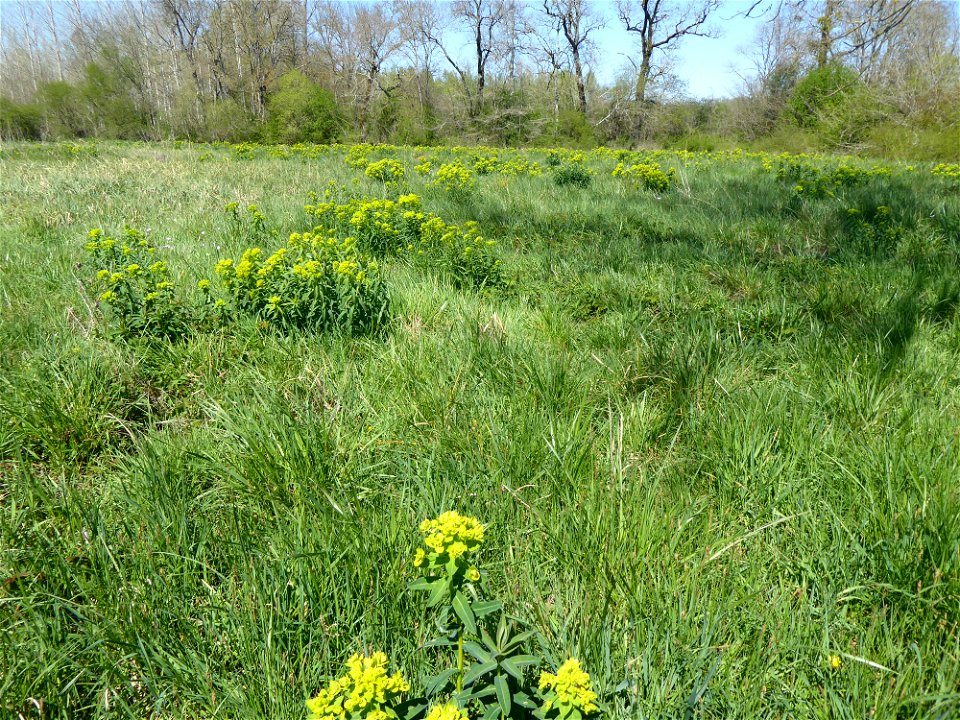 Euphorbia illirica Lam., 1788