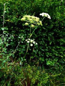 Oreoselinum nigrum Delarbre, 1800