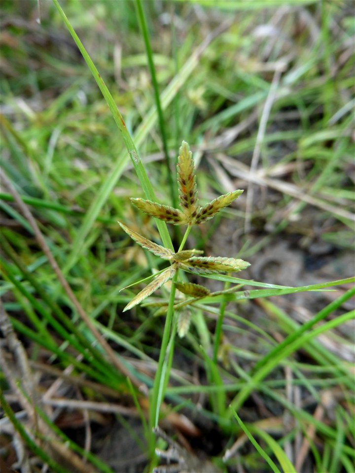 Cyperus flavescens L., 1753