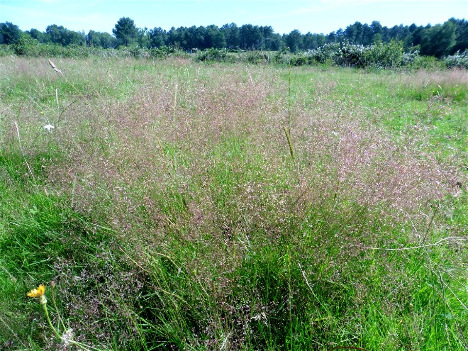 Agrostis capillaris L., 1753