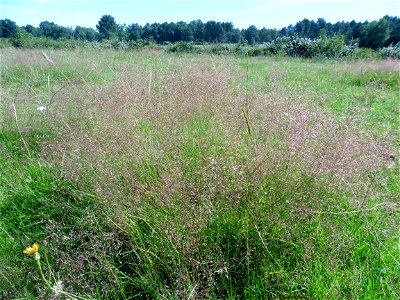 Agrostis capillaris L., 1753