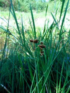 Schoenoplectus tabernaemontani (C.C.Gmel.) Palla, 1888