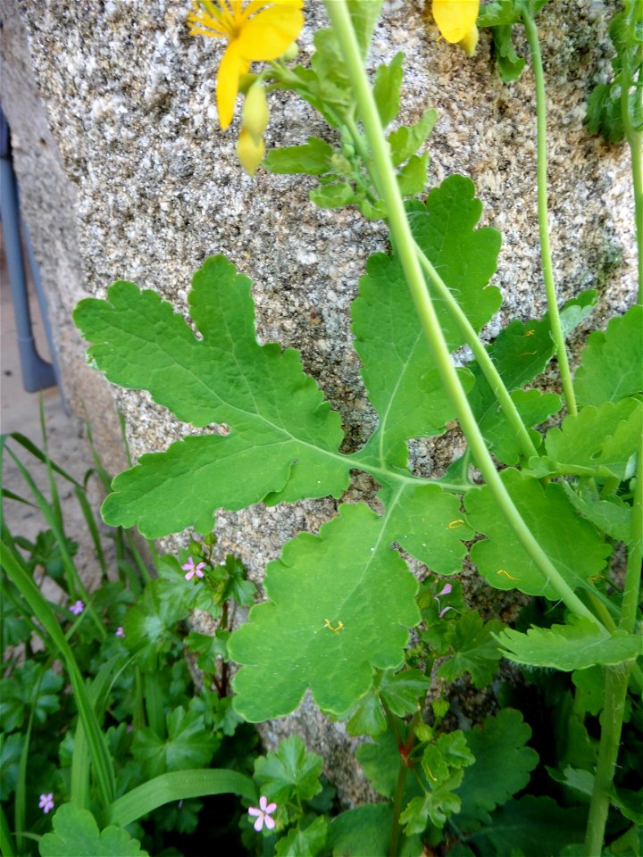 Chelidonium majus L., 1753