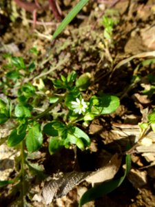 Stellaria media (L.) Vill., 1789