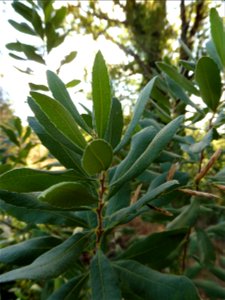 Myrica gale L., 1753