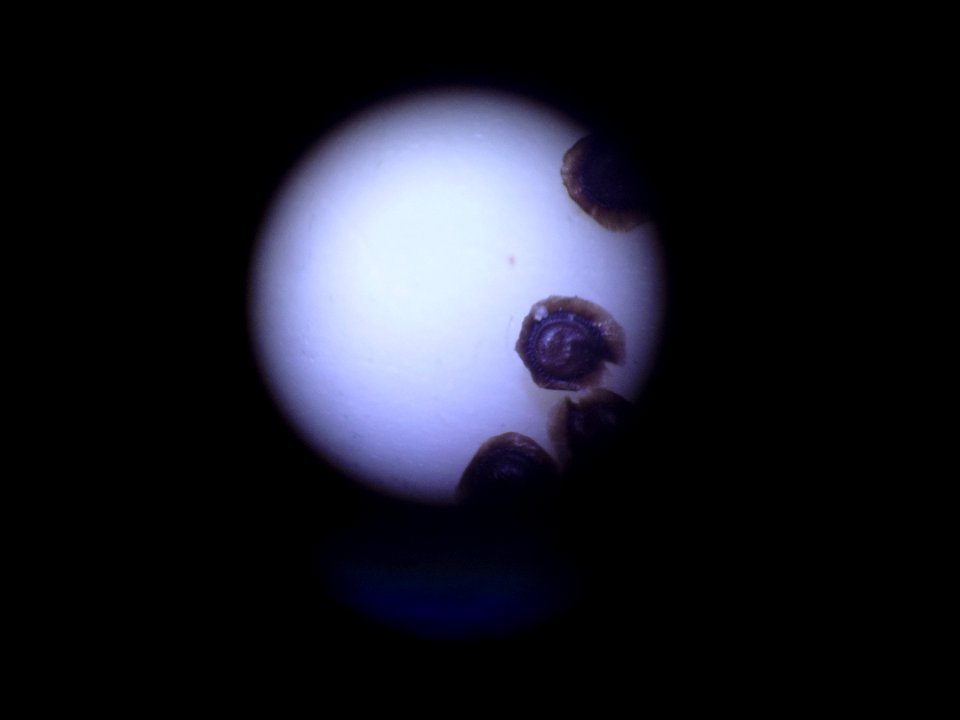 Spergula morisonii Boreau, 1847