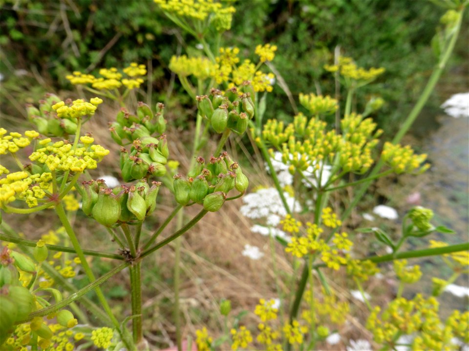 Pastinaca sativa L., 1753