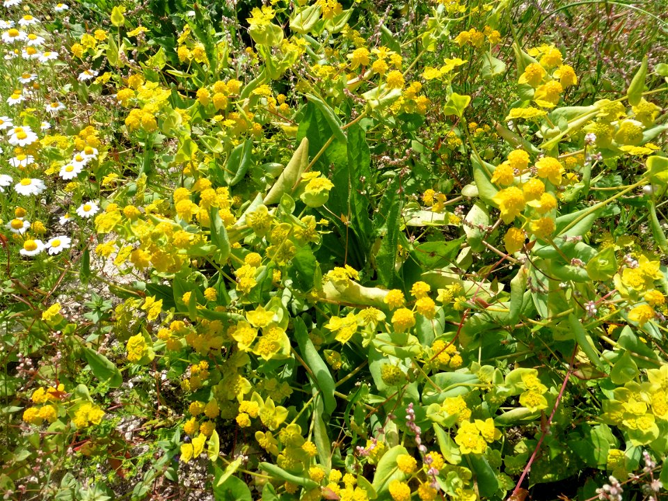 Bupleurum subovatum Link ex Spreng., 1813