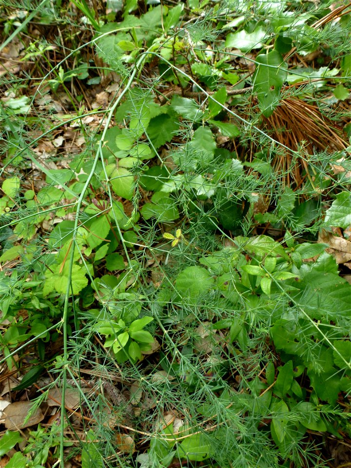 Asparagus officinalis subsp. prostratus (Dumort.) Corb., 1894