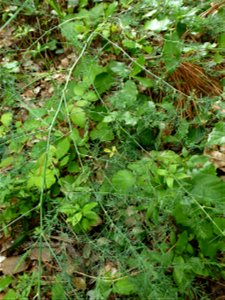 Asparagus officinalis subsp. prostratus (Dumort.) Corb., 1894