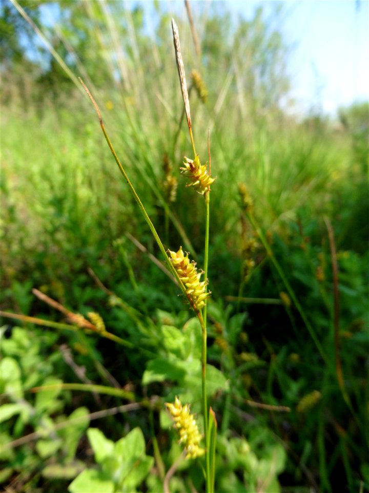 Carex punctata Gaudin, 1811