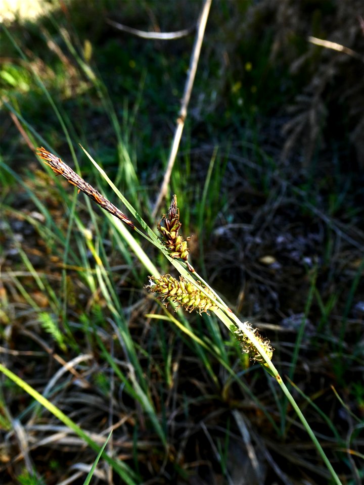 Carex flacca Schreb., 1771
