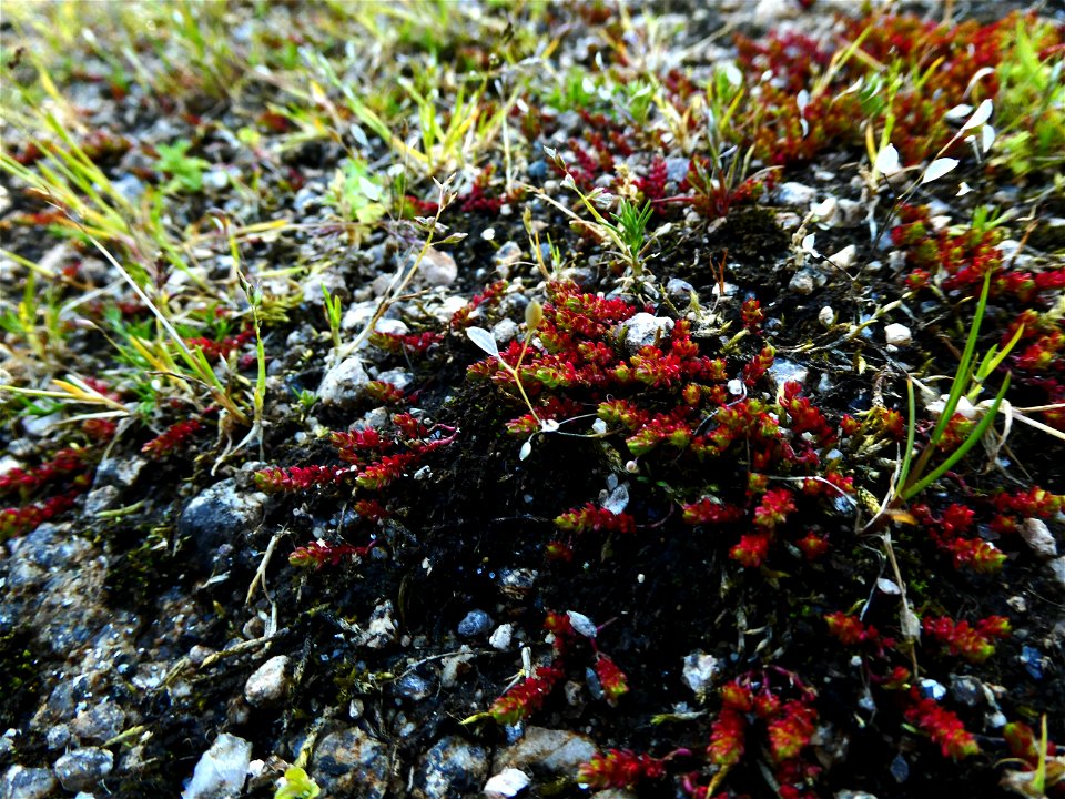 Crassula tillaea Lest.-Garl., 1903