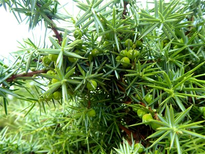 Juniperus communis L., 1753