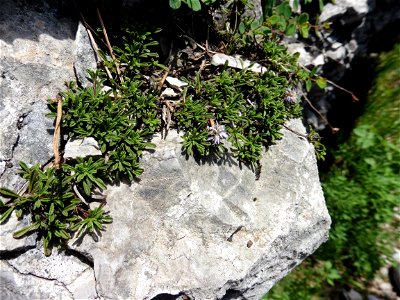 Globularia repens Lam., 1779